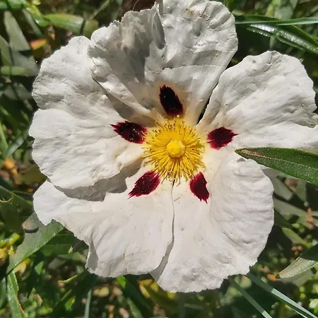 Mar De Encinas * Cabañas del Castillo