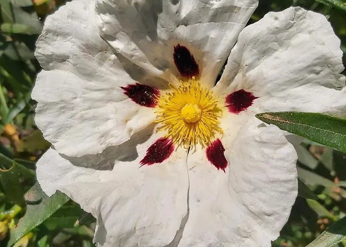 Mar De Encinas * Cabañas del Castillo